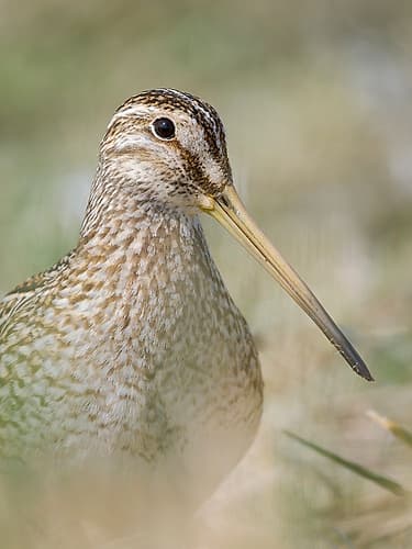 Magellanic Snipe. Sea Lion Island, spring Art Print